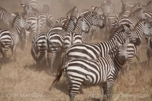 Josh Manring Photographer Decor Wall Art - africa wildlife-29.jpg